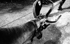 driving reindeer
