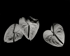 Anthurium 4