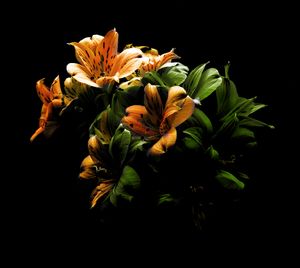 Floral 05