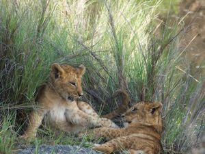 Lion cubs