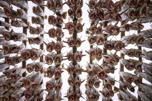 Stockfish