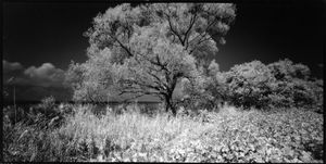 Mother Lake in White #12