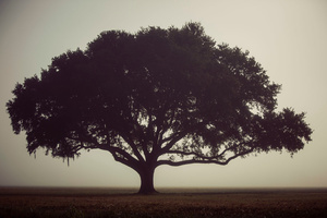 Sunrise Fog at the Chalmette Battlefield, January 21, 2016
