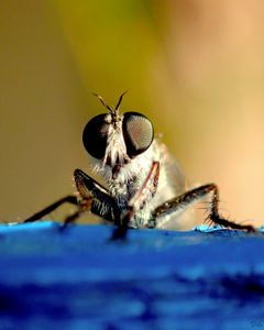 Killergarten (Baby assasin fly stalking prey on kindergarten's bench)