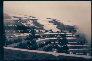 Cedars