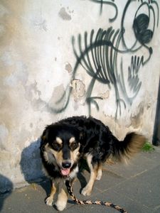 "CHICO"