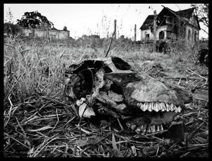 "Vestiges" - What remains of the extinct Cia Mogiana de Estradas de Ferro, responsible for the economic development of one of the richest regions of Brazil, in the States of São Paulo and Minas Gerais, in southeastern Brazil.