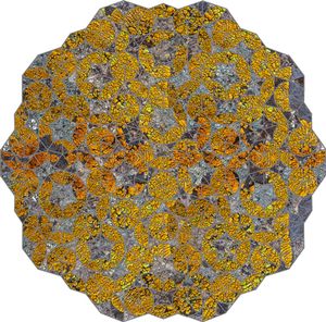 Lichen II                                                               © Karen Strom