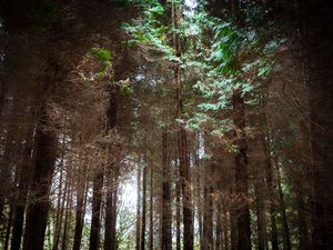 The forest