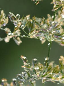 Early in the Morning 2 :  After The Rain