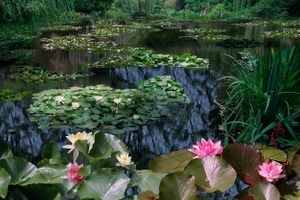 Monet's Garden