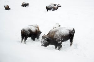Bison Eating