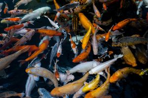 Fishes in the water.