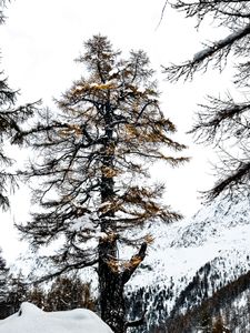 WinterGold