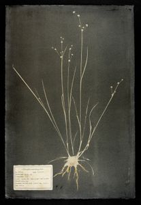 #00122 Juncus spp.