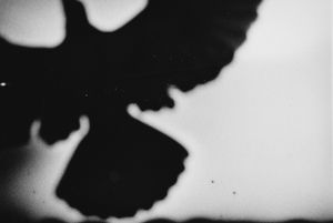BLACK BIRD LAND-13
