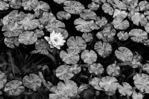 Flowers 05