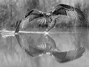 Osprey Reflection