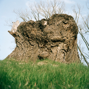 Tree #16 from Willow Series