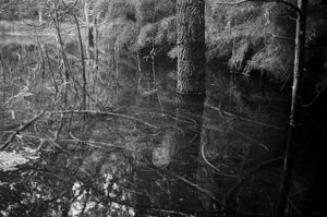 Water roots