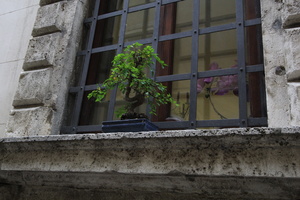 Bonsai Windowsill   Montepulciano Italy  2014