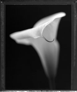 Calla lily
