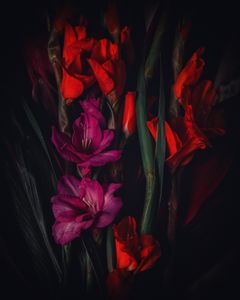 Nocturne with gladiolas I