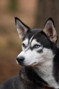 Feature on Mushing Holland sleddog competition