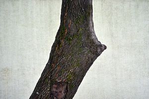 Looking for an Ahuehuete - A Part-time Mexican Photographs the Capital
