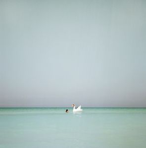 Play with a swan, Vada, Livorno, Italy