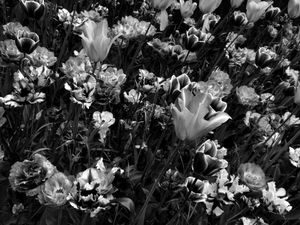 The Tulip, Composition IX