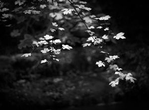 cc-by-sa Mylene Bressan