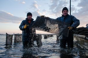 Plastic mesh bags containing oysters are removed from submerged trestles to be sorted re-bagged and placed back out on the trestles to grow to adult size