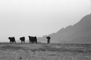"Sheha Herding The Goats by Jebel El Hubb"
