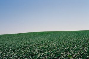 Cabbage Field