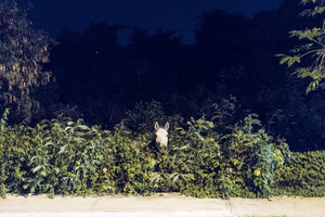 Valladolid, Mexico. December 2015