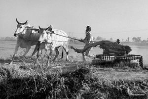 Exercising oxen 2 / 4 |  Dhanda, Punjab.