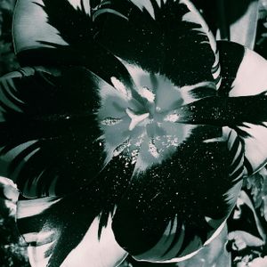 Tulip 7