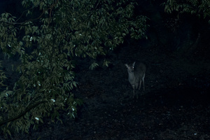 In the Forest