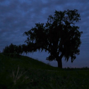 Battlefield Oak, St. Bernard Parish, Louisiana