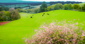 COWS IN THE MEADOW