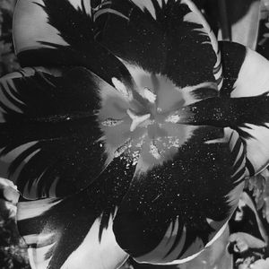 Tulip 16