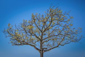 Spring Tree, Switzerland