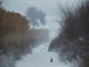 The Sani Wetlands Under Arctic Siege