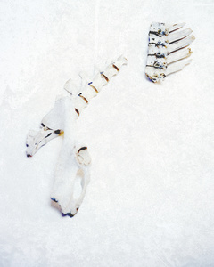 ( Remnants )