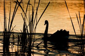 Courting Swan