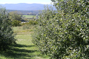Trees empty, harvest done