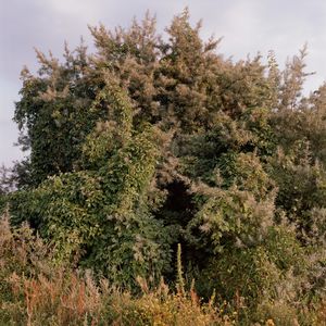 Work from series "Ilgas"