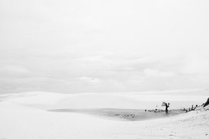 Dead Forest at Lençois Maranhenses National Park