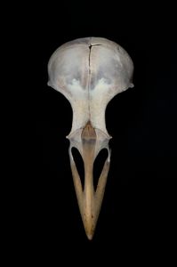 Corvus corone cornix